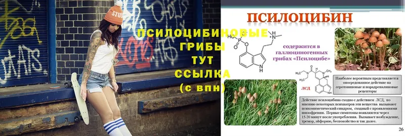 Галлюциногенные грибы MAGIC MUSHROOMS  Шлиссельбург 